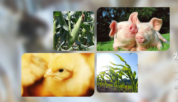 遼寧神舟農(nóng)牧發(fā)展集團